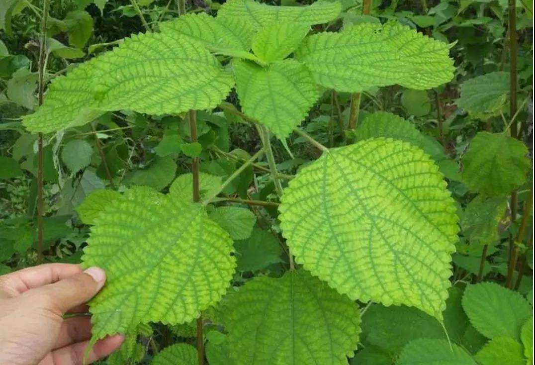 农村这种植物全身上下都是宝用途居然这么多被称为中国草