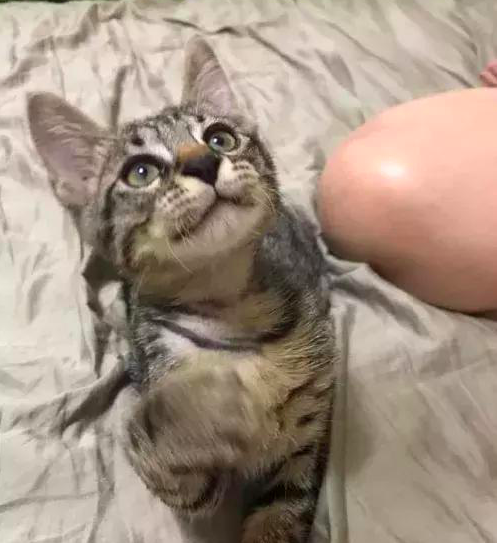 主人表演大口吞猫头只是没想到下一秒猫咪立马戏精上身了