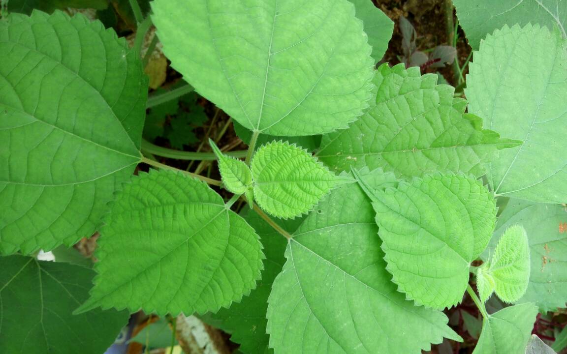 农村这种植物全身上下都是宝,用途居然这么多,被称为"中国草"|苎麻