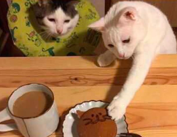 猫咪被教训后温顺多了，看到眼前的食物，都不敢动爪子休闲区蓝鸢梦想 - Www.slyday.coM