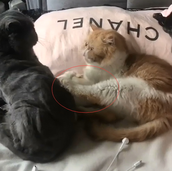 加菲猫霸占蓝猫的地盘不说，还想一脚把蓝猫踢下去，真是厉害了休闲区蓝鸢梦想 - Www.slyday.coM