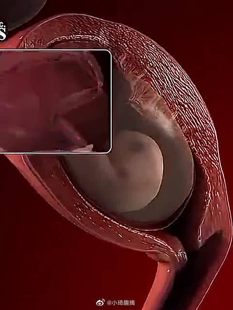 从怀孕到出生的过程生命真的很神奇围观67