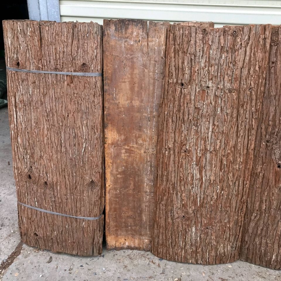 农村常见的杉木不但经济价值高药用价值也相当高用来煮水