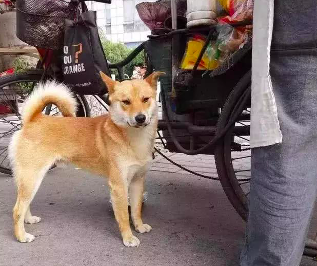 大家以为狗狗跟着大叔是为了吃的，听完大叔的话，大家都被感动了休闲区蓝鸢梦想 - Www.slyday.coM