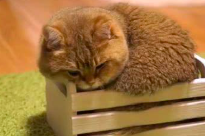 给猫主子买床没有注意尺寸，寄回家之后，画风变得好尴尬休闲区蓝鸢梦想 - Www.slyday.coM