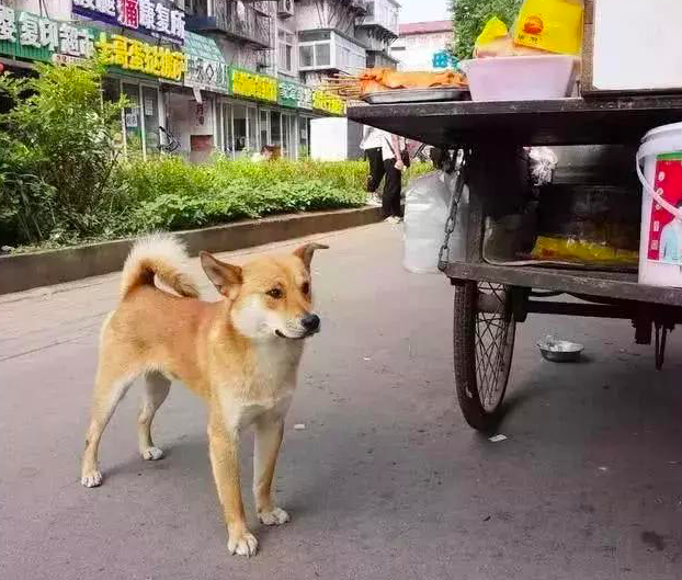 大家以为狗狗跟着大叔是为了吃的，听完大叔的话，大家都被感动了休闲区蓝鸢梦想 - Www.slyday.coM