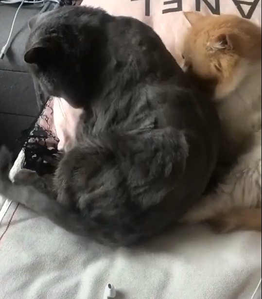 加菲猫霸占蓝猫的地盘不说，还想一脚把蓝猫踢下去，真是厉害了休闲区蓝鸢梦想 - Www.slyday.coM