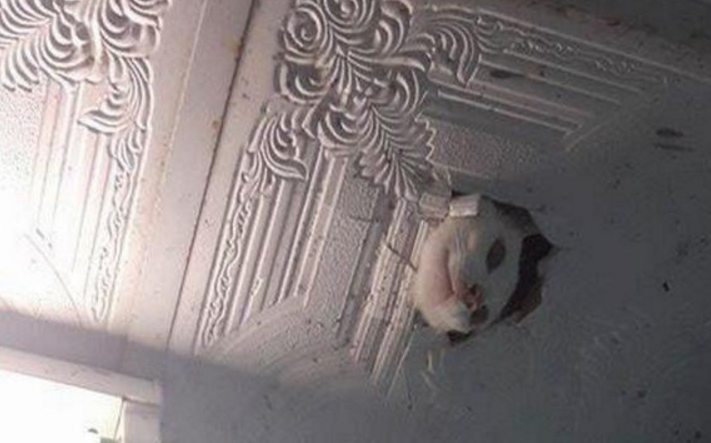 大晚上睡觉听到头顶有响动，猛然睁眼一看，我的内心都崩溃了休闲区蓝鸢梦想 - Www.slyday.coM