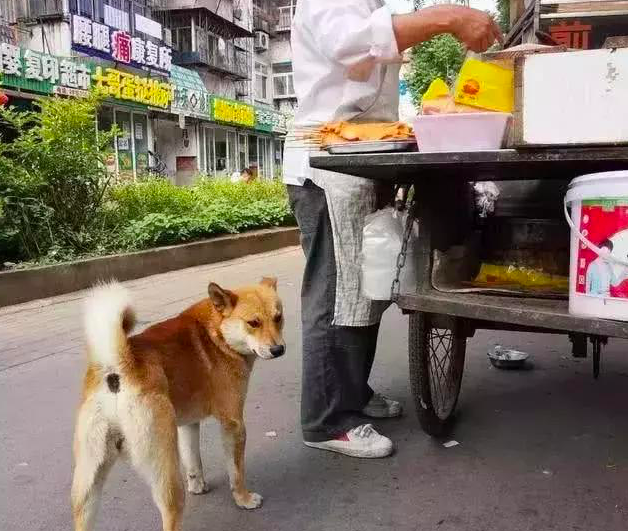 大家以为狗狗跟着大叔是为了吃的，听完大叔的话，大家都被感动了休闲区蓝鸢梦想 - Www.slyday.coM