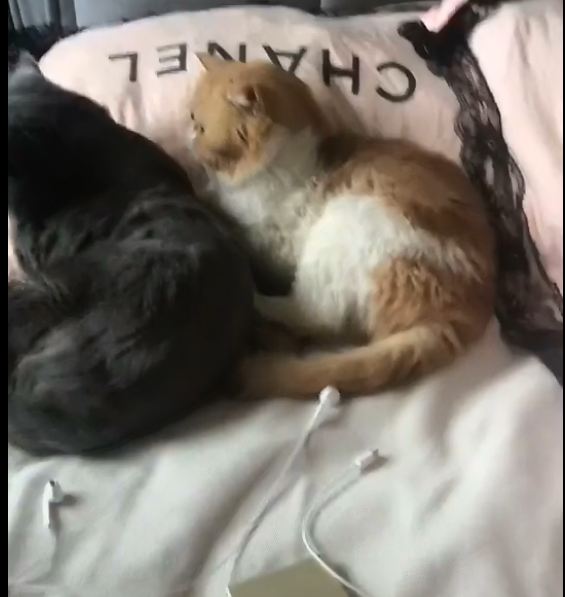 加菲猫霸占蓝猫的地盘不说，还想一脚把蓝猫踢下去，真是厉害了休闲区蓝鸢梦想 - Www.slyday.coM