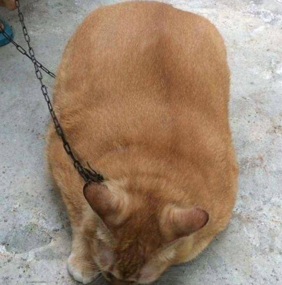 朋友帮忙物色了一只橘猫看到这只胖成猪的橘猫让我哭笑不得