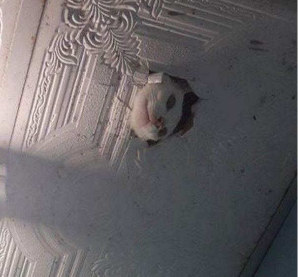 大晚上睡觉听到头顶有响动，猛然睁眼一看，我的内心都崩溃了休闲区蓝鸢梦想 - Www.slyday.coM