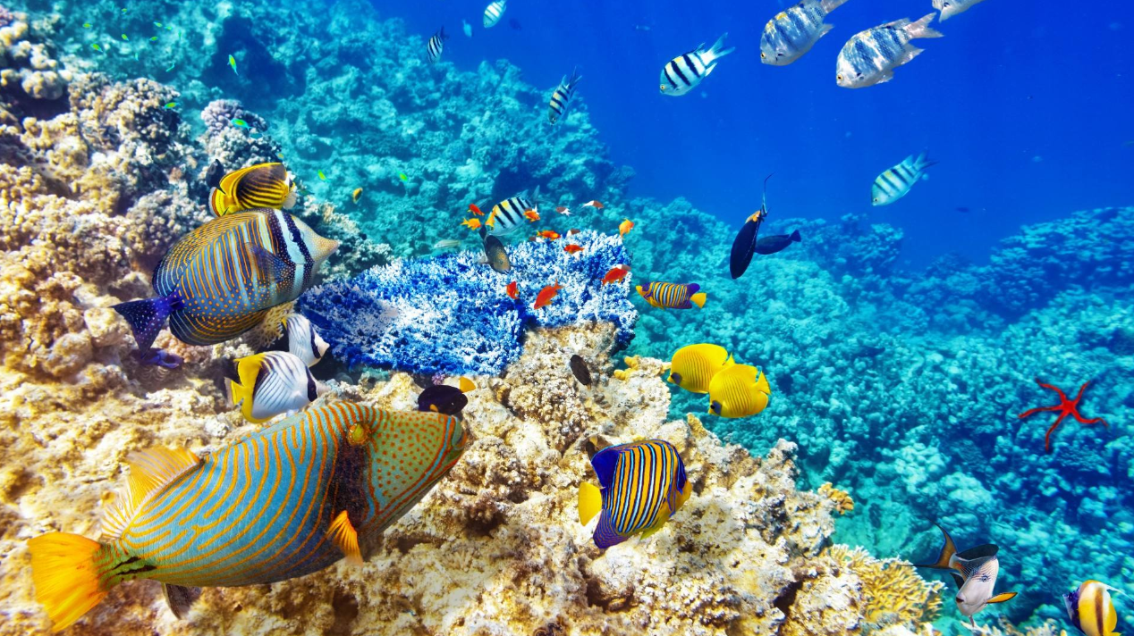 人类踏足最神秘的海域海洋深处竟然藏着这么多未知的秘密