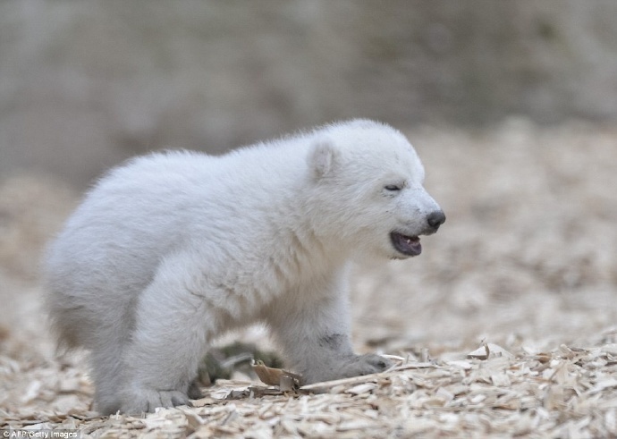 慕尼黑hellabrunn动物园的一头小北极熊