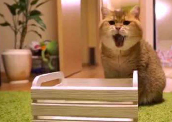 给猫主子买床没有注意尺寸，寄回家之后，画风变得好尴尬休闲区蓝鸢梦想 - Www.slyday.coM