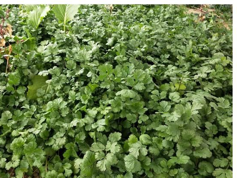 春香菜产量高不高,3点很关键,做对了,出苗多,不易抽薹