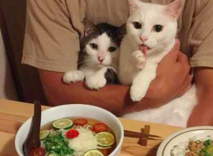 猫咪被教训后温顺多了，看到眼前的食物，都不敢动爪子休闲区蓝鸢梦想 - Www.slyday.coM