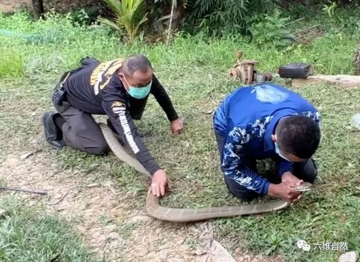 眼镜王蛇被摸头泰国两名捕蛇者捕大毒蛇是体型最大的毒蛇种类