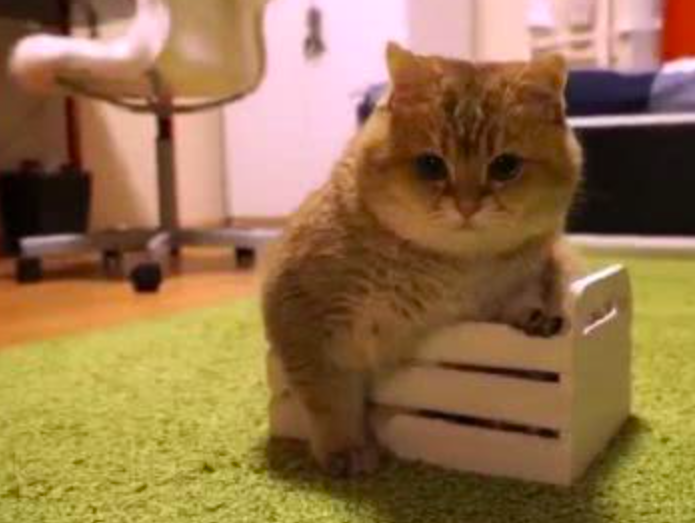 给猫主子买床没有注意尺寸，寄回家之后，画风变得好尴尬休闲区蓝鸢梦想 - Www.slyday.coM