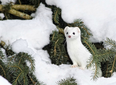 白鼬真的好可爱啊简直雪中精灵23000923