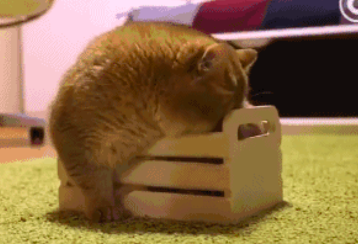 给猫主子买床没有注意尺寸，寄回家之后，画风变得好尴尬休闲区蓝鸢梦想 - Www.slyday.coM