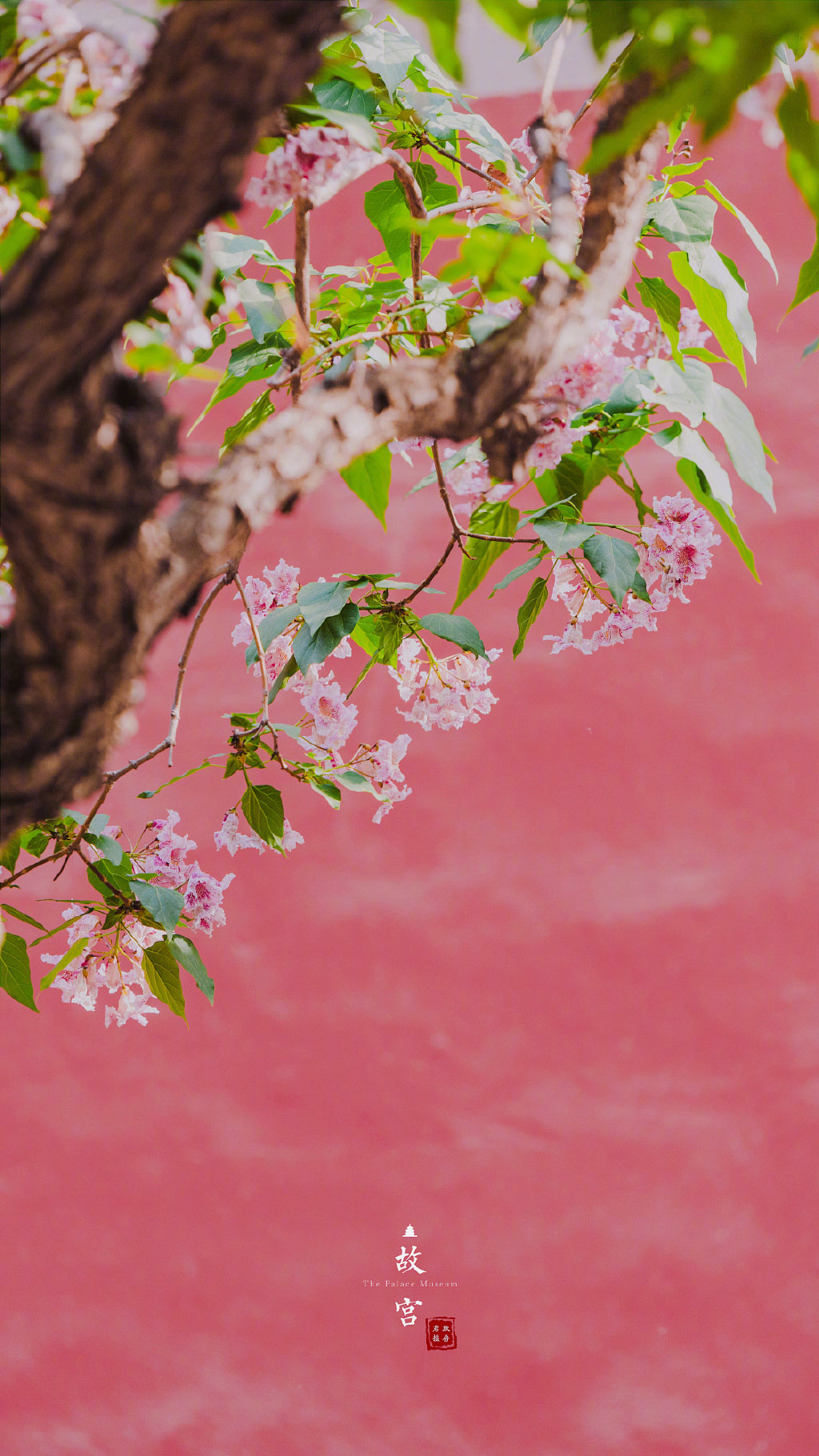 故宫里的楸树花