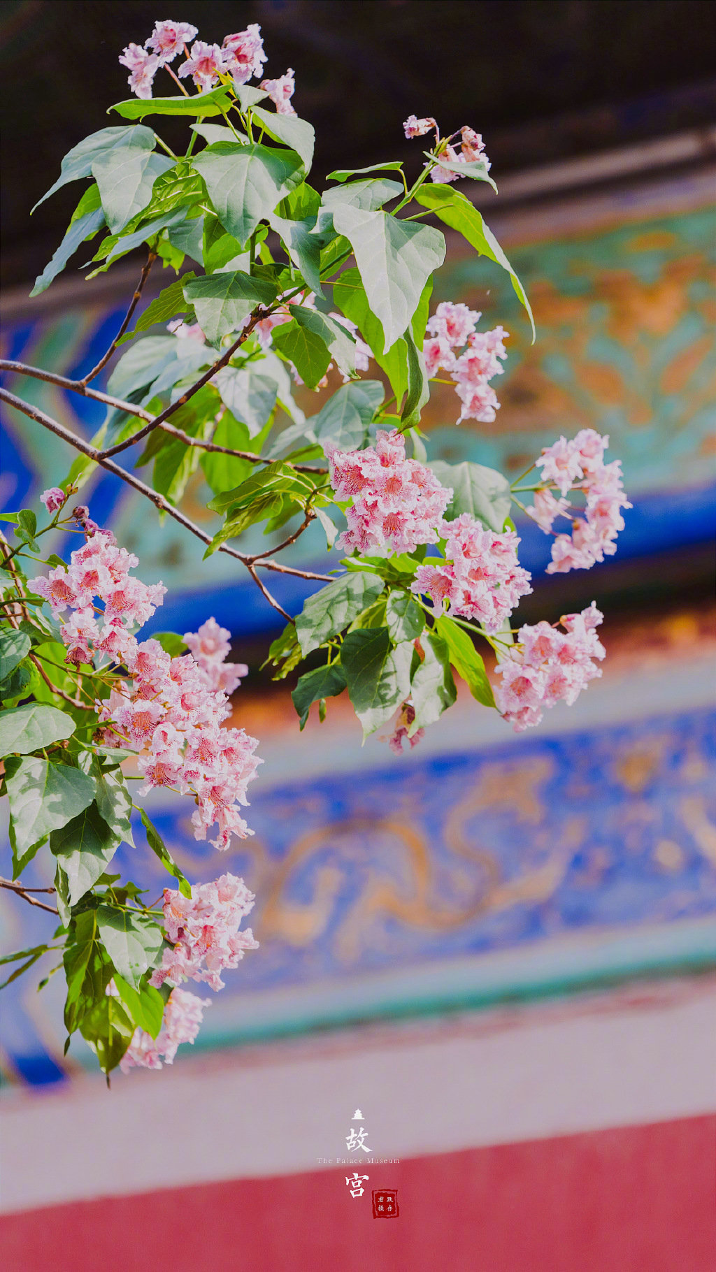 故宫里的楸树花|故宫_新浪新闻