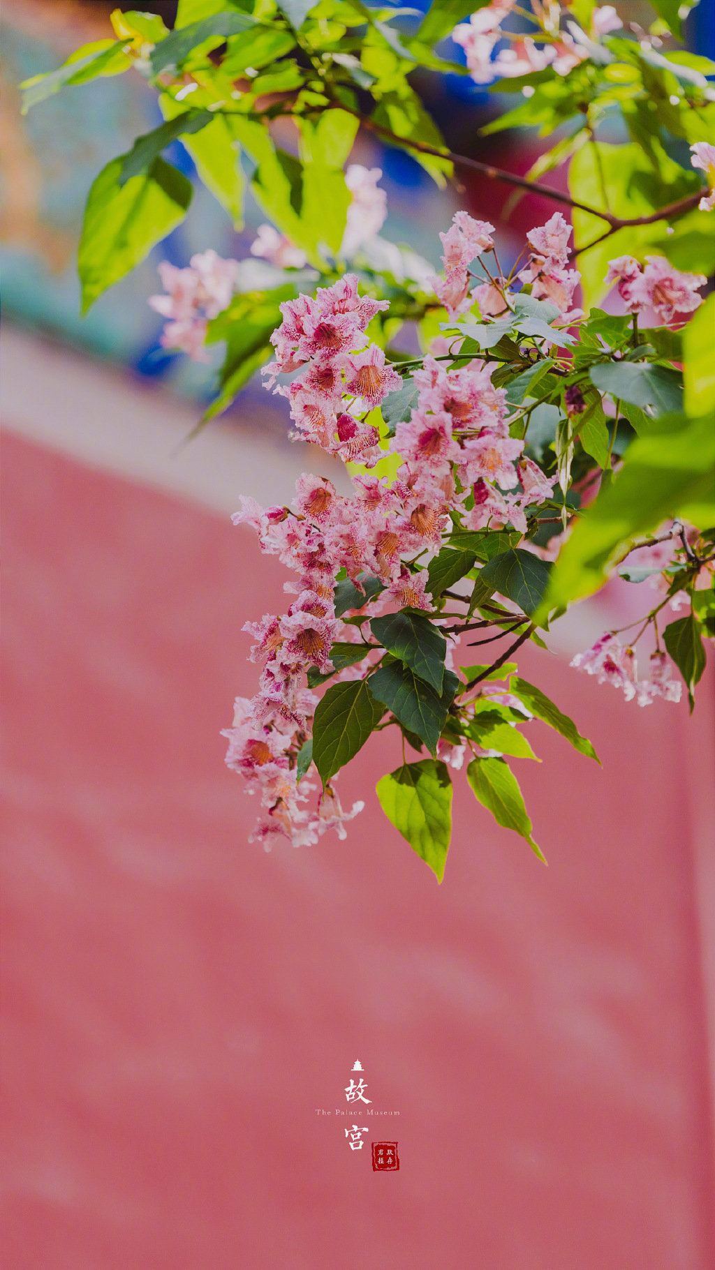 故宫里的楸树花|故宫_新浪新闻