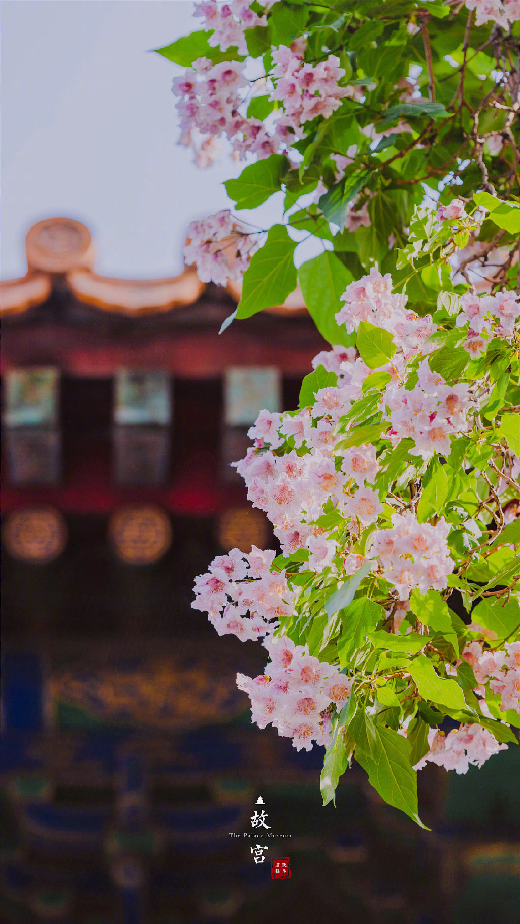 故宫里的楸树花|故宫_新浪新闻