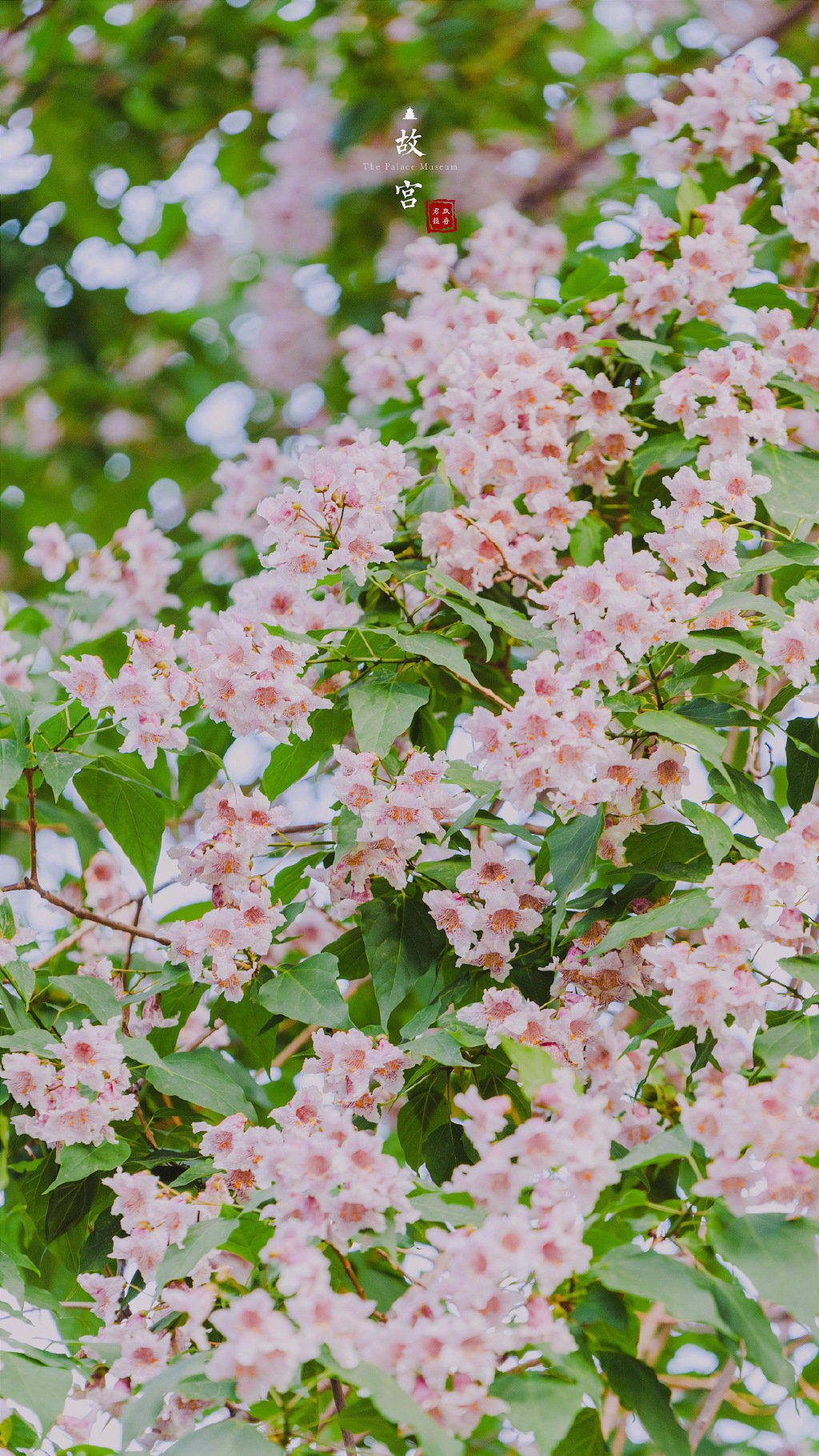 故宫里的楸树花|故宫_新浪新闻