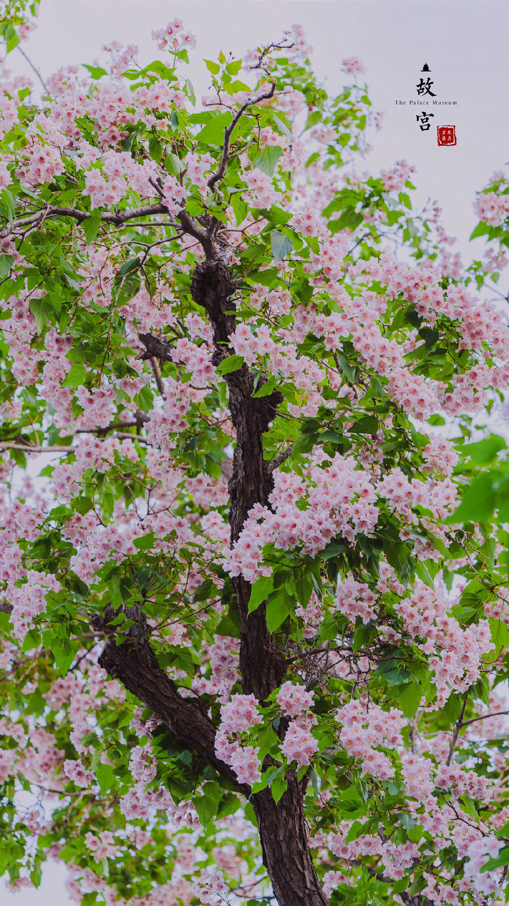 故宫里的楸树花