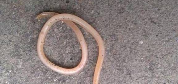 就是孩子晚上睡觉爱惊醒,睡不老实,脸上容易长白斑,吃的多但是却不胖