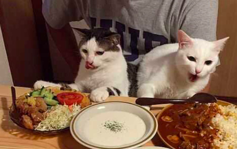 猫咪被教训后温顺多了，看到眼前的食物，都不敢动爪子休闲区蓝鸢梦想 - Www.slyday.coM