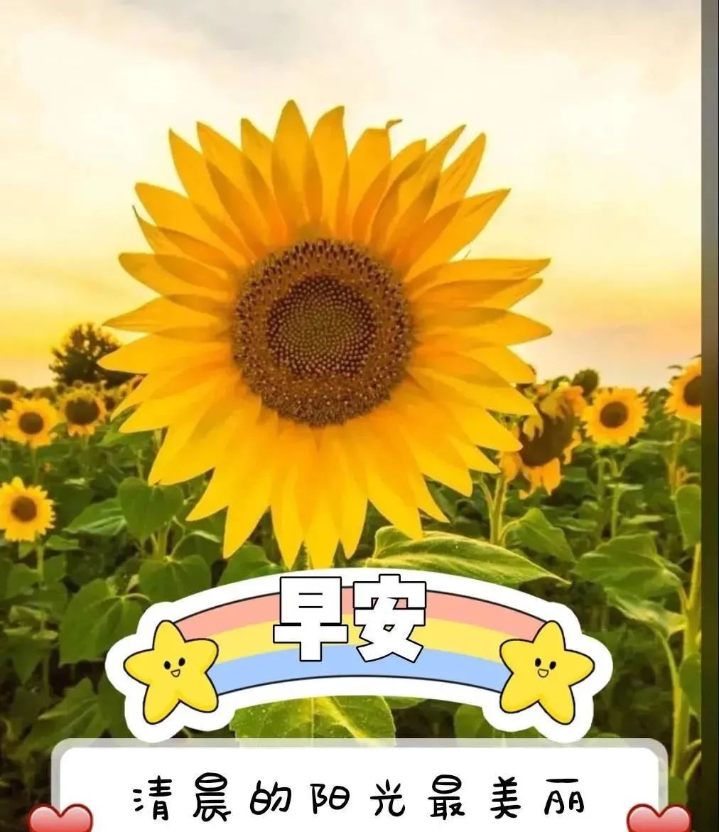 超漂亮早晨好动态图片带字表情最美的早安祝福语图案图片