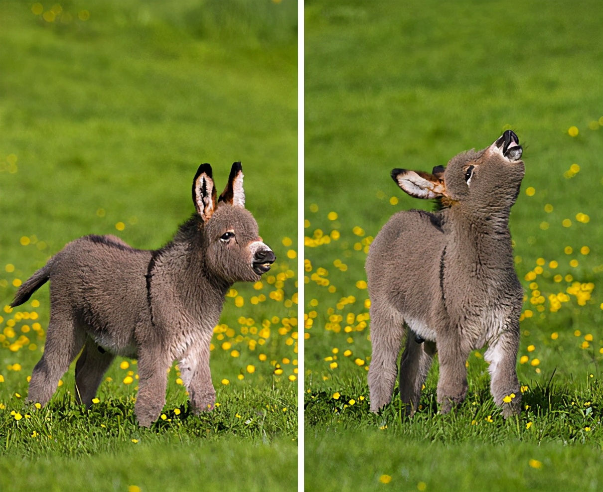 Gratis Afbeeldingen : gras, wildlife, Hoorn, weide, grazen, manen ...