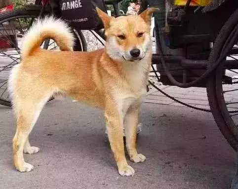 大家以为狗狗跟着大叔是为了吃的，听完大叔的话，大家都被感动了休闲区蓝鸢梦想 - Www.slyday.coM