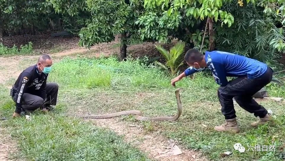 眼镜王蛇被摸头泰国两名捕蛇者捕大毒蛇是体型最大的毒蛇种类