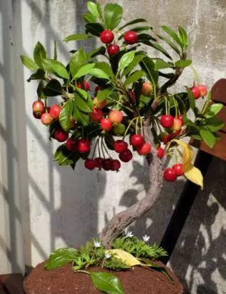 樱桃盆景的制作与鉴赏