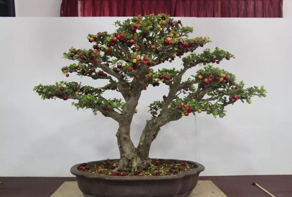 樱桃盆景的制作与鉴赏