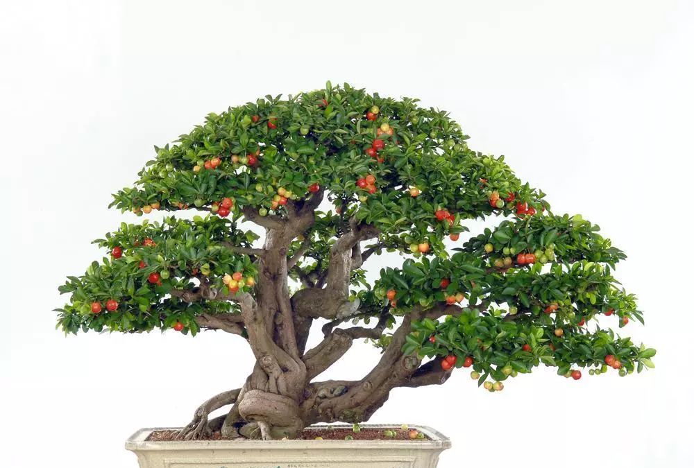 樱桃盆景的制作与鉴赏