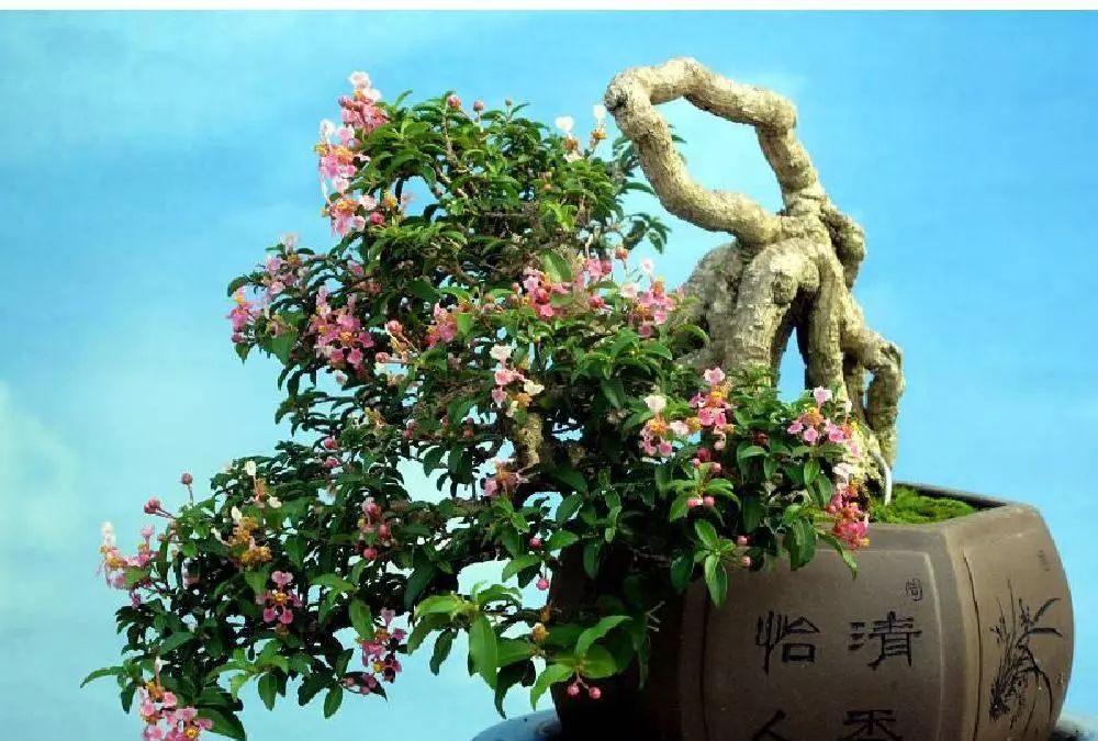 樱桃盆景的制作与鉴赏