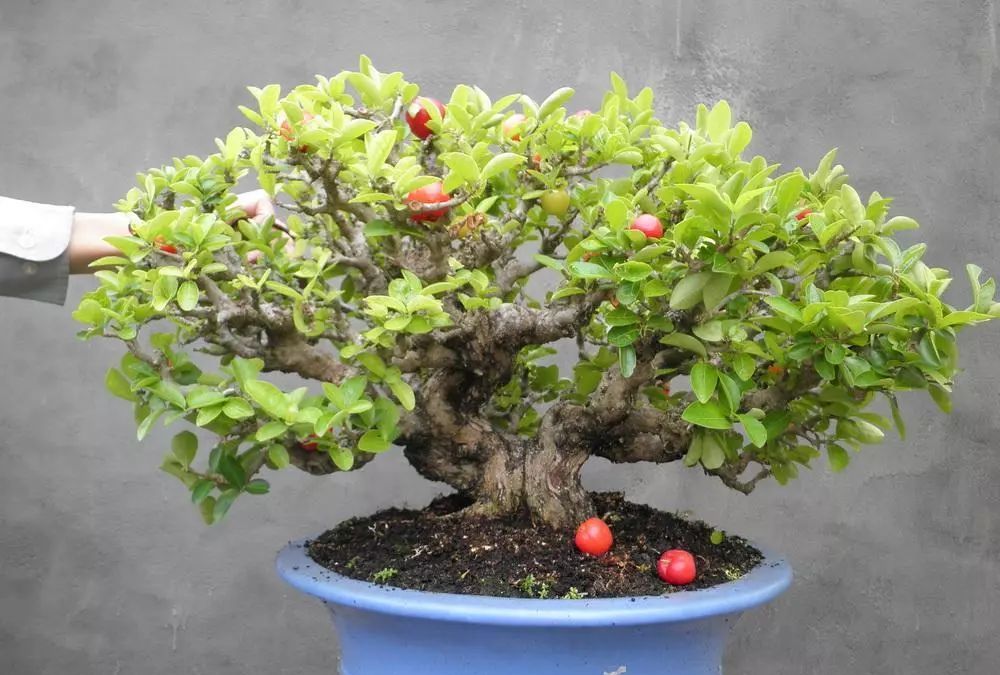 樱桃盆景的制作与鉴赏