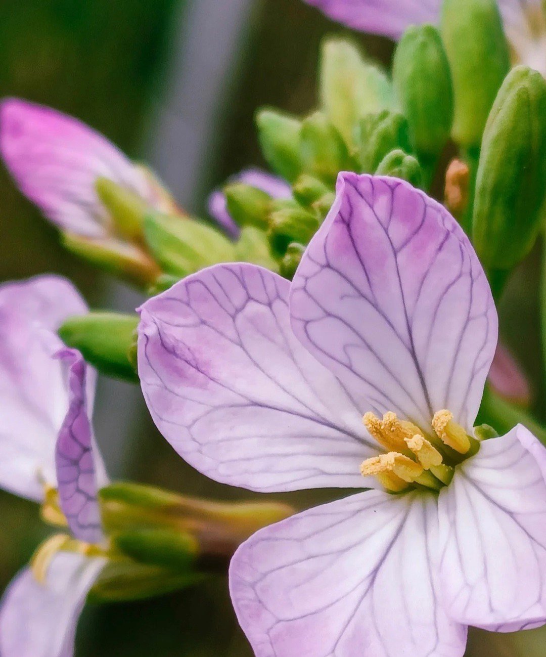 默默无闻的萝卜花惊艳了时光的生命脉络