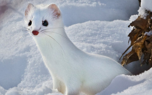 白鼬真的好可爱啊简直雪中精灵23000923