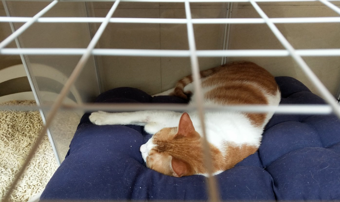 救了1000只猫后，他被网暴了休闲区蓝鸢梦想 - Www.slyday.coM