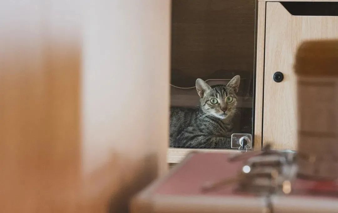 救了1000只猫后，他被网暴了休闲区蓝鸢梦想 - Www.slyday.coM