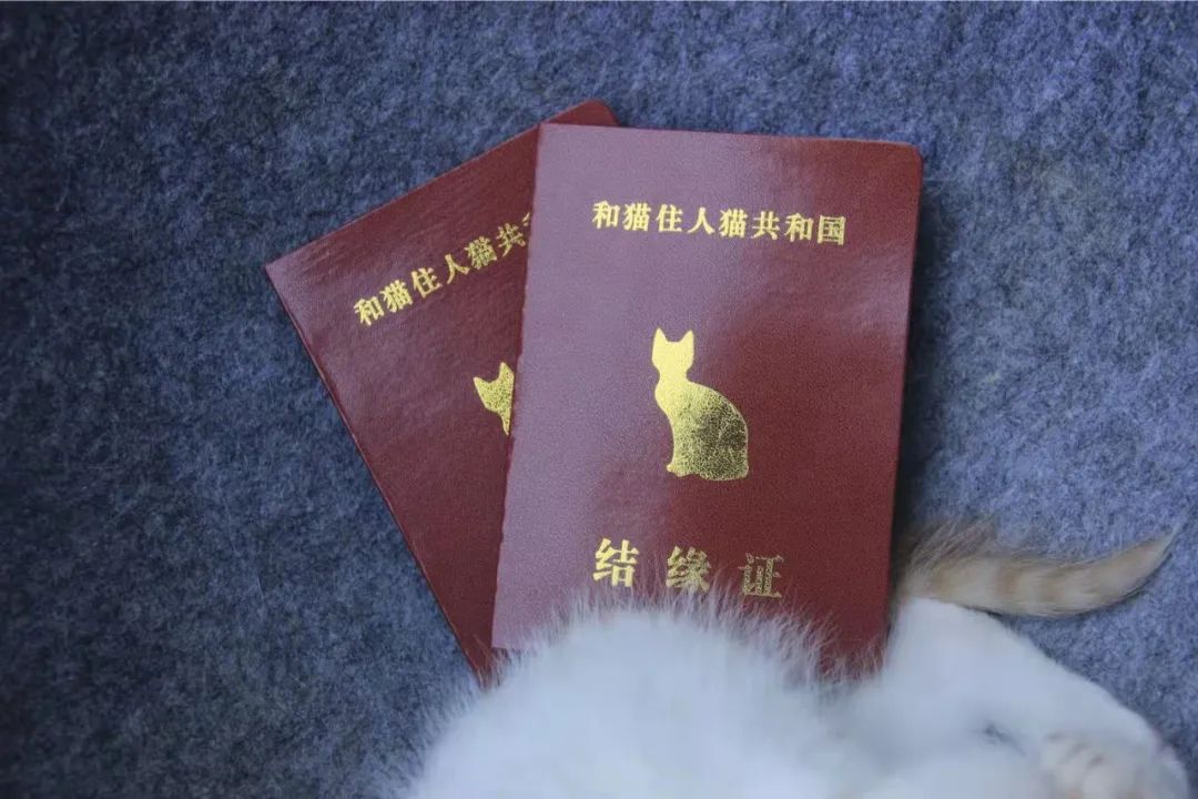 救了1000只猫后，他被网暴了休闲区蓝鸢梦想 - Www.slyday.coM