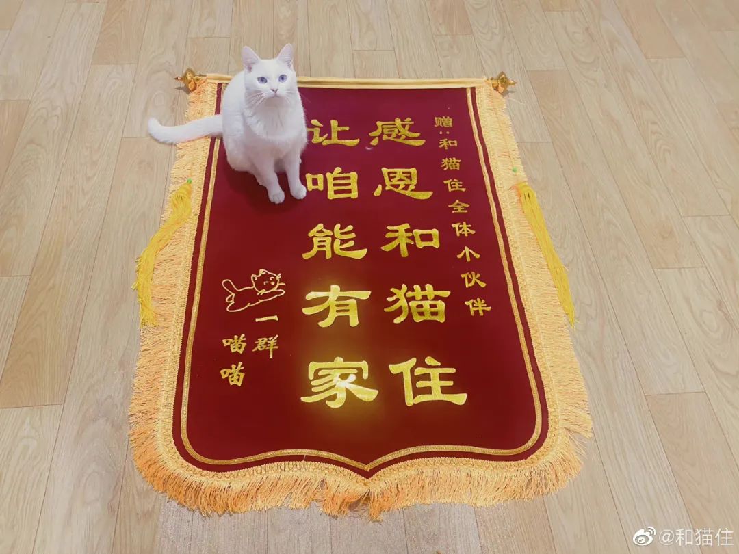 救了1000只猫后，他被网暴了休闲区蓝鸢梦想 - Www.slyday.coM