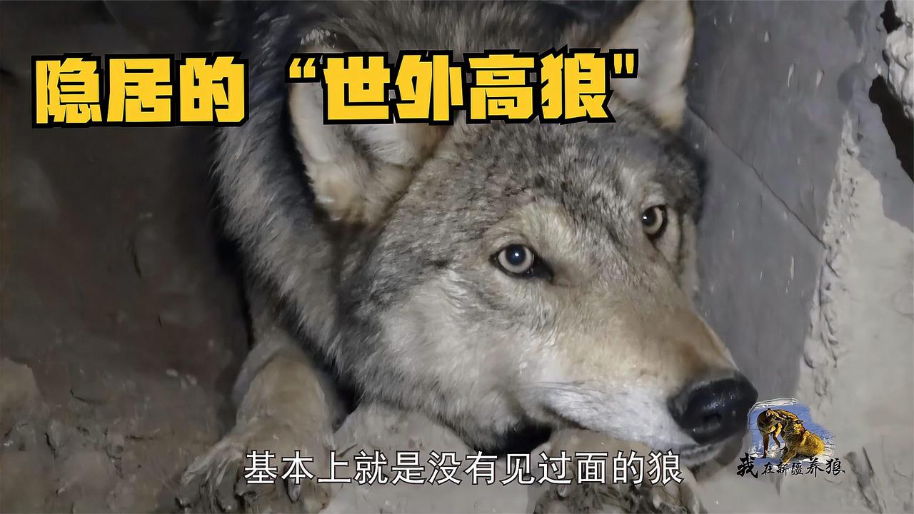 狼圈隐居的世外高狼养狼人从未见过面狼王见了也得礼让三分