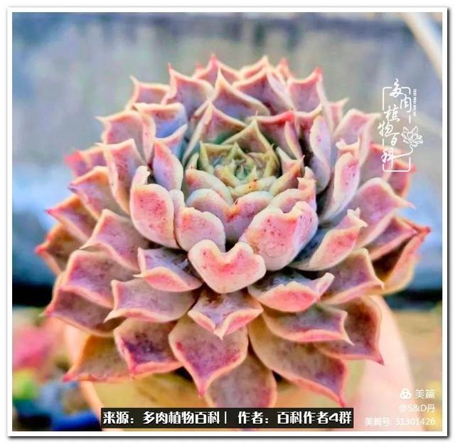 实用工具文 景天科常见多肉图鉴不完全版c系列 景天科 石莲 天锦 新浪新闻